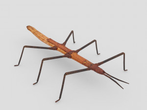 stick insect 3D Model