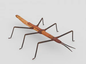 insetto stecco Modello 3D