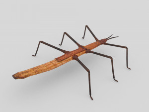 stick insect 3D Model