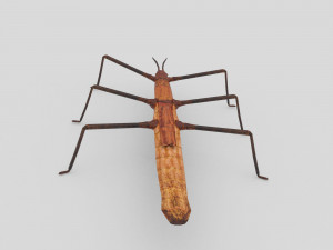 stick insect 3D Model