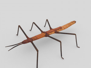 stick insect 3D Model