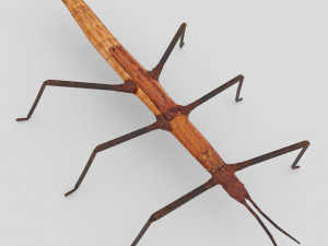 stick insect 3D Model