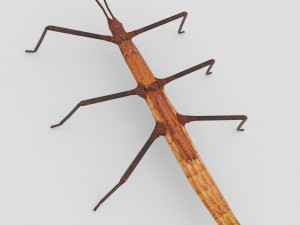 stick insect 3D Model