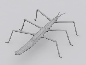 stick insect 3D Model