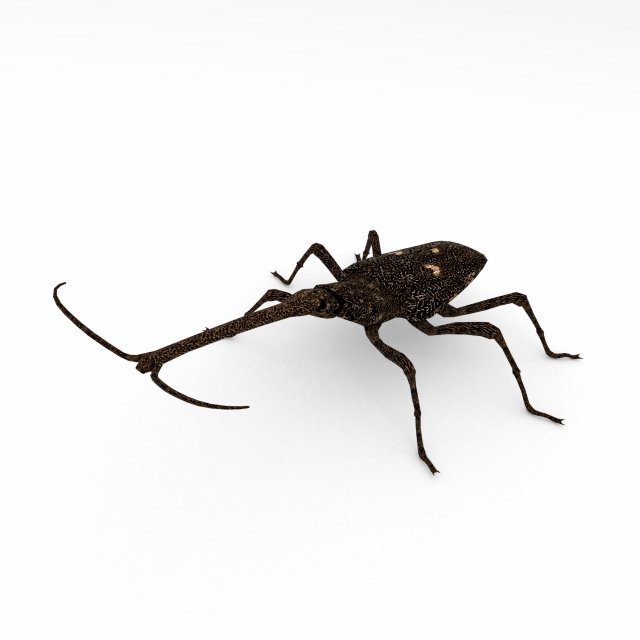 new zealand giraffe weevil 3D मॉडल .c4d .max .obj .3ds .fbx .stl .blend 