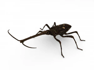 ニュージーランドキリンゾウムシ 3Dモデル