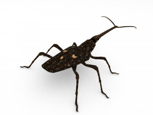 new zealand giraffe weevil 3D मॉडल