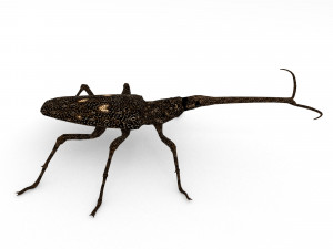 new zealand giraffe weevil 3D मॉडल