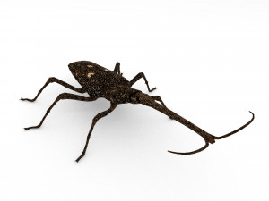 new zealand giraffe weevil 3D मॉडल