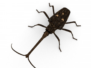new zealand giraffe weevil 3D मॉडल