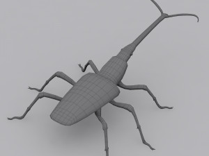 new zealand giraffe weevil 3D मॉडल