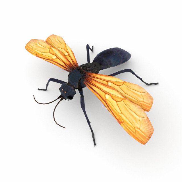 tarantula hawk Model 3D .c4d .max .obj .3ds .fbx .stl .blend 