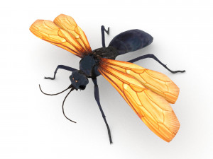 tarantula hawk 3Dモデル