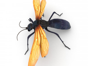 tarantula hawk Model 3D