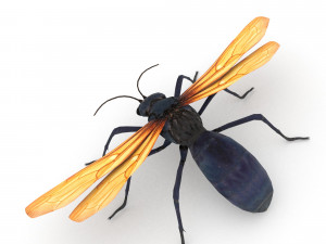 tarantula hawk Model 3D