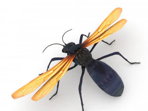 halc&oacute;n tar&aacute;ntula Modelo 3D