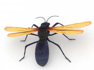 tarantula hawk Model 3D