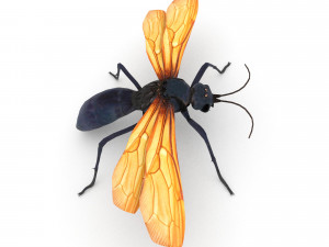 tarantula hawk Model 3D