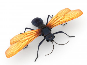 tarantula hawk Model 3D