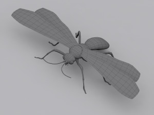 tarantula hawk Model 3D