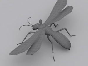 tarantula hawk Model 3D