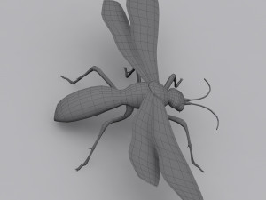 tarantula hawk Model 3D