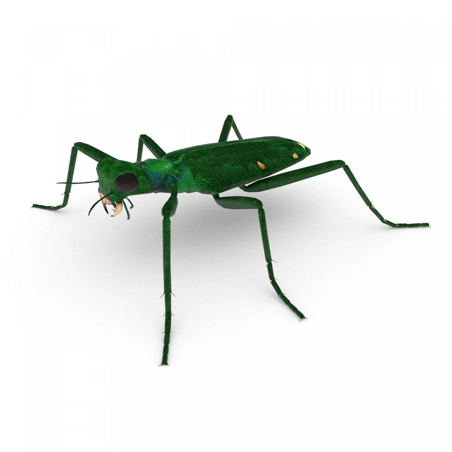 six-spotted tiger beetlecicindelaguttata 3D Model .c4d .max .obj .3ds .fbx .stl .blend 