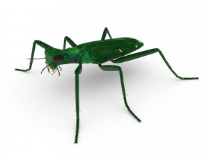 six-spotted tiger beetlecicindelaguttata 3D Model