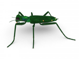 six-spotted tiger beetlecicindelaguttata Modelo 3D