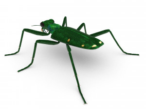 six-spotted tiger beetlecicindelaguttata Modelo 3D