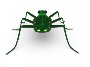 six-spotted tiger beetlecicindelaguttata Modelo 3D