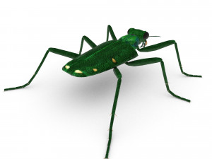 six-spotted tiger beetlecicindelaguttata Modelo 3D