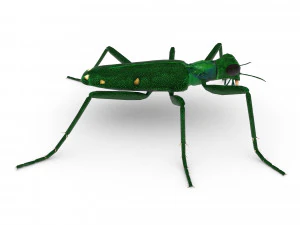 six-spotted tiger beetlecicindelaguttata 3D Model
