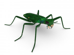six-spotted tiger beetlecicindelaguttata Modelo 3D
