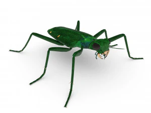 six-spotted tiger beetlecicindelaguttata 3D Model