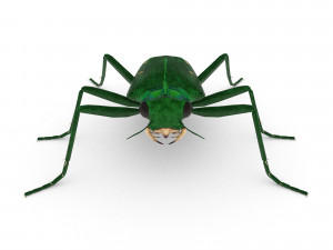 six-spotted tiger beetlecicindelaguttata Modelo 3D