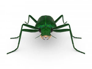 six-spotted tiger beetlecicindelaguttata 3D Model