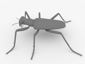 six-spotted tiger beetlecicindelaguttata 3D Model