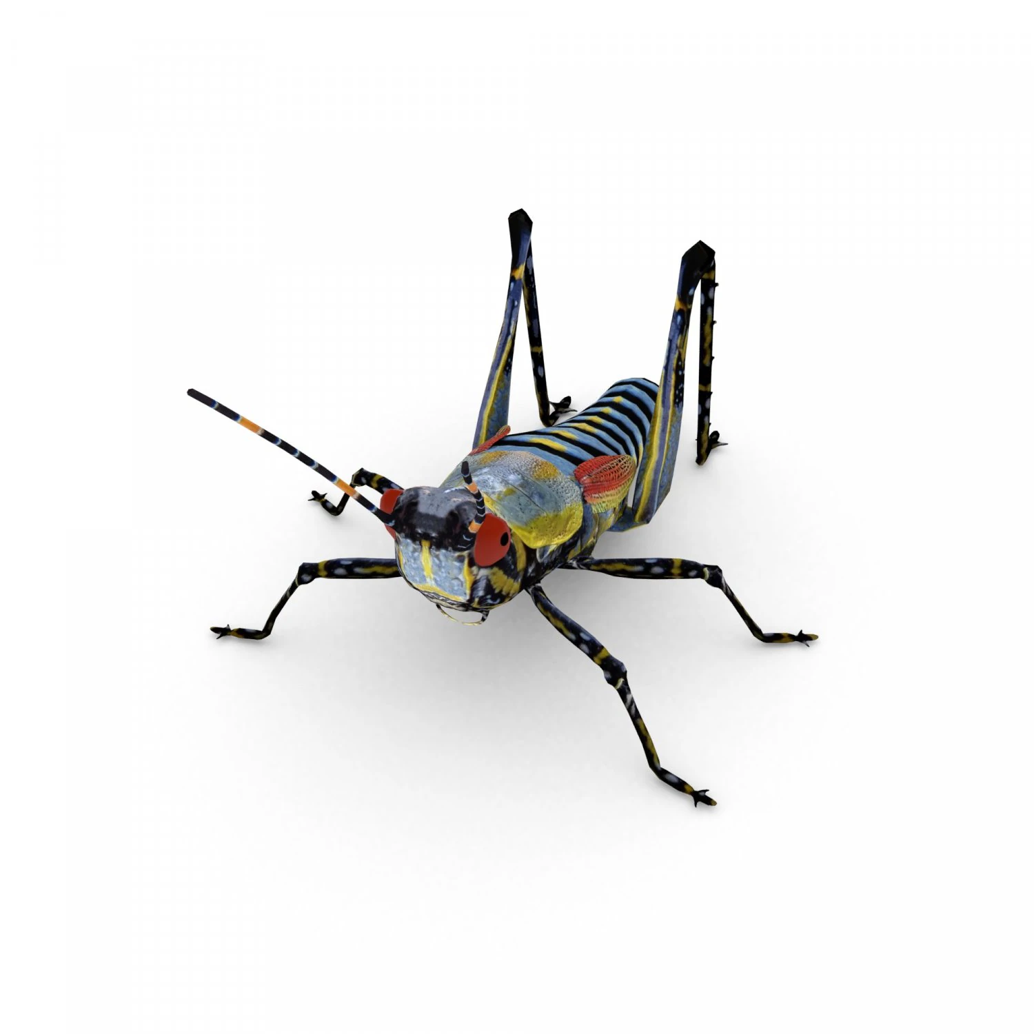 elegant grasshopperzonocerus elegans 3D Model .c4d .max .obj .3ds .fbx .stl .blend 