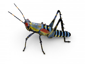 elegant grasshopperzonocerus elegans Model 3D
