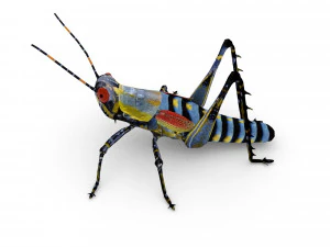 elegant grasshopperzonocerus elegans 3D Model