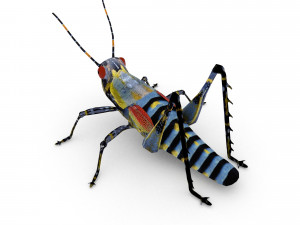 elegant grasshopperzonocerus elegans Model 3D