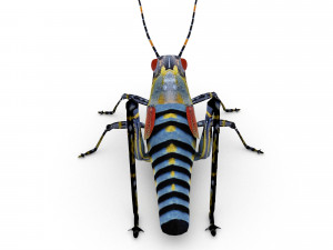 elegant grasshopperzonocerus elegans Model 3D