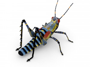 elegant grasshopperzonocerus elegans Model 3D