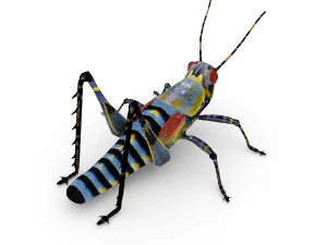 elegant grasshopperzonocerus elegans 3D Model