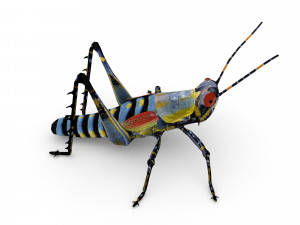 elegant grasshopperzonocerus elegans Model 3D