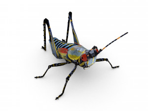 elegant grasshopperzonocerus elegans Model 3D