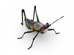elegant grasshopperzonocerus elegans 3D Model