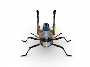 elegant grasshopperzonocerus elegans Model 3D