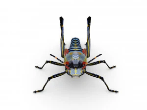 elegant grasshopperzonocerus elegans 3D Model
